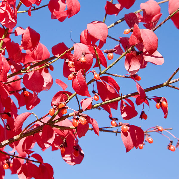 Euonymus alatus