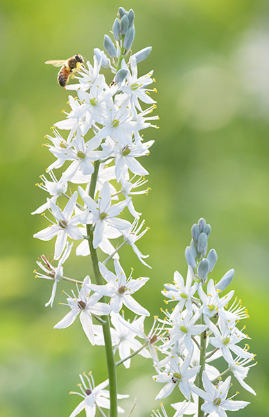 Wild Hyacinth