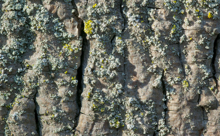 Lichen, bark, hickory