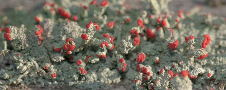 Cladonia cristatella