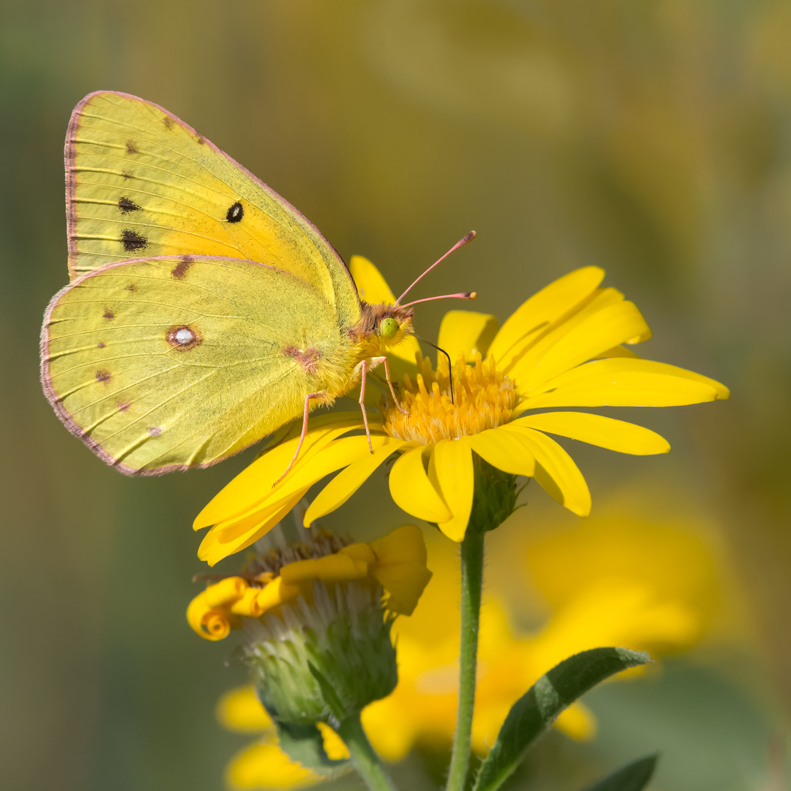 Colias philodice