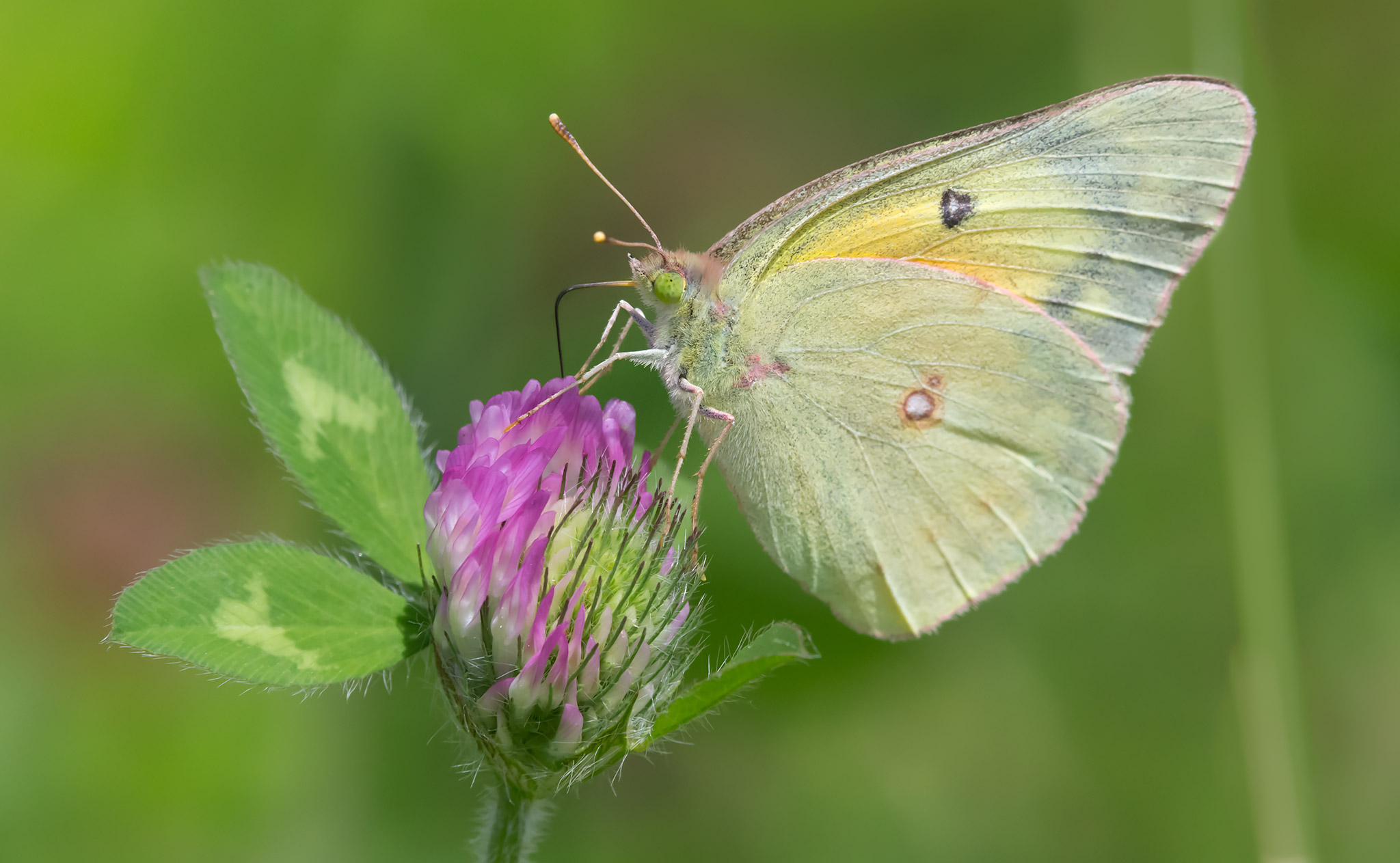 Colias philodice.