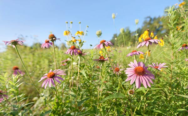 coneflower-prairie_9080