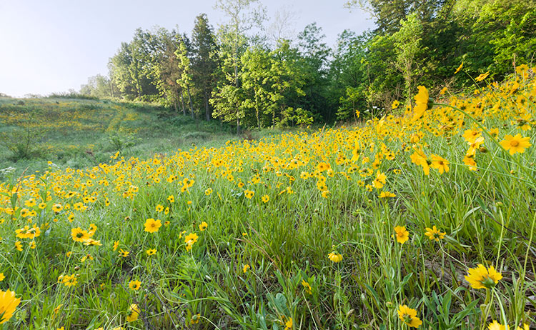 Coreopsis lanceolata