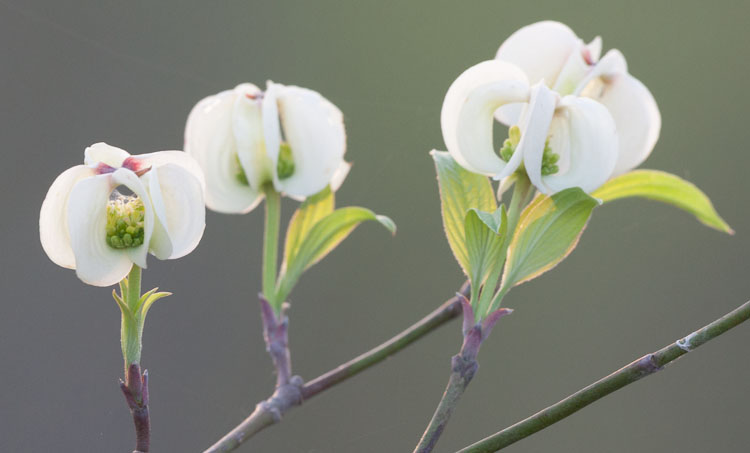 Flowering Dogwood