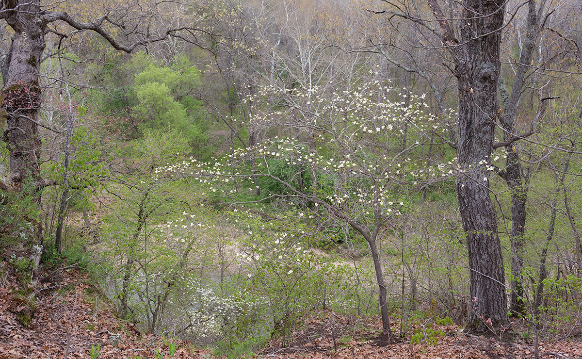 Cornus florida