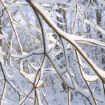 Thumbnail of http://Dogwood%20in%20Snow
