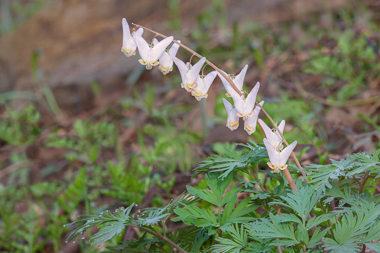 Dicentra cucullaria