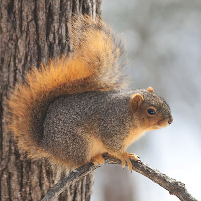 Fox Squirrel Pauses for Picture - Prairie Garden Trust