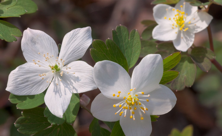 False Rue-anemone