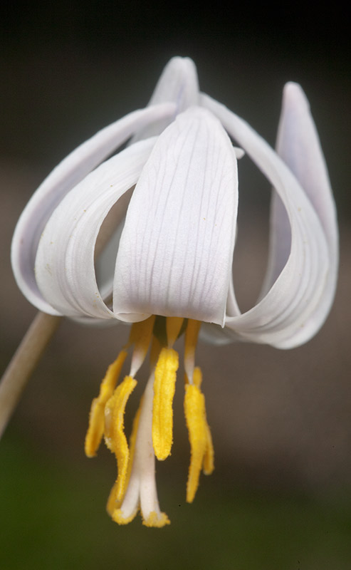 Trout LIly