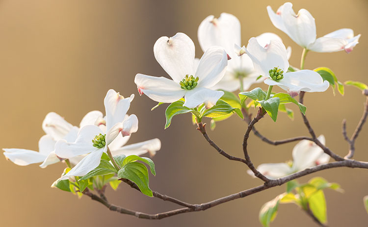 Cornus florida