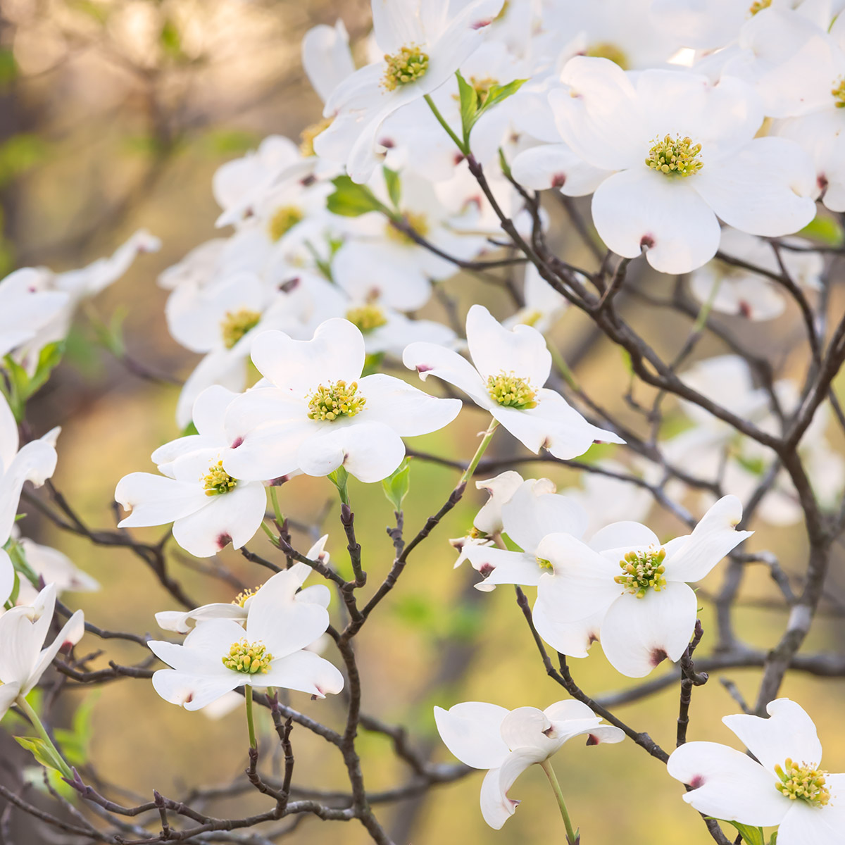 Cornus florida