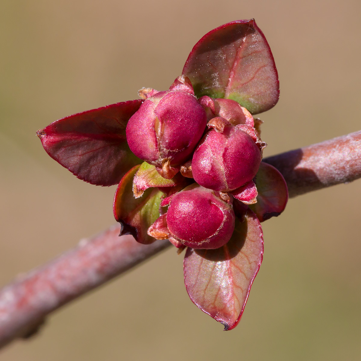 Chaenomeles speciosa