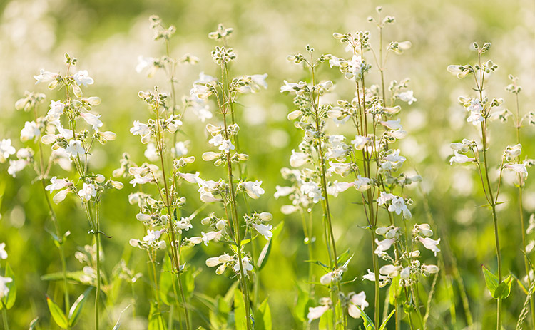 Penstemon digitalis