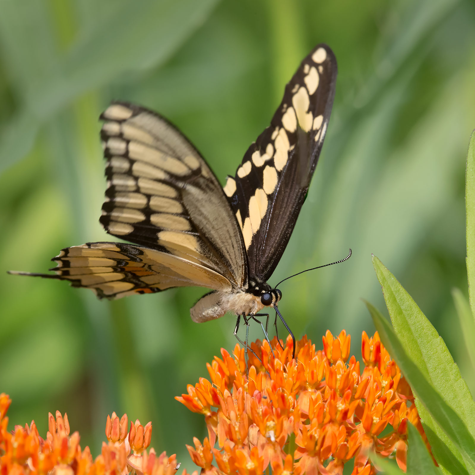 Papilio cresphontes