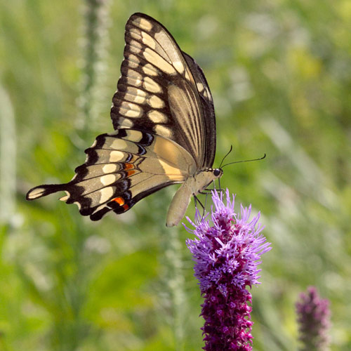 Giant Swallowtail