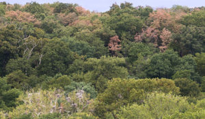 Dying Trees, Drought