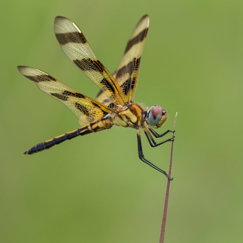 Celithemis eponina