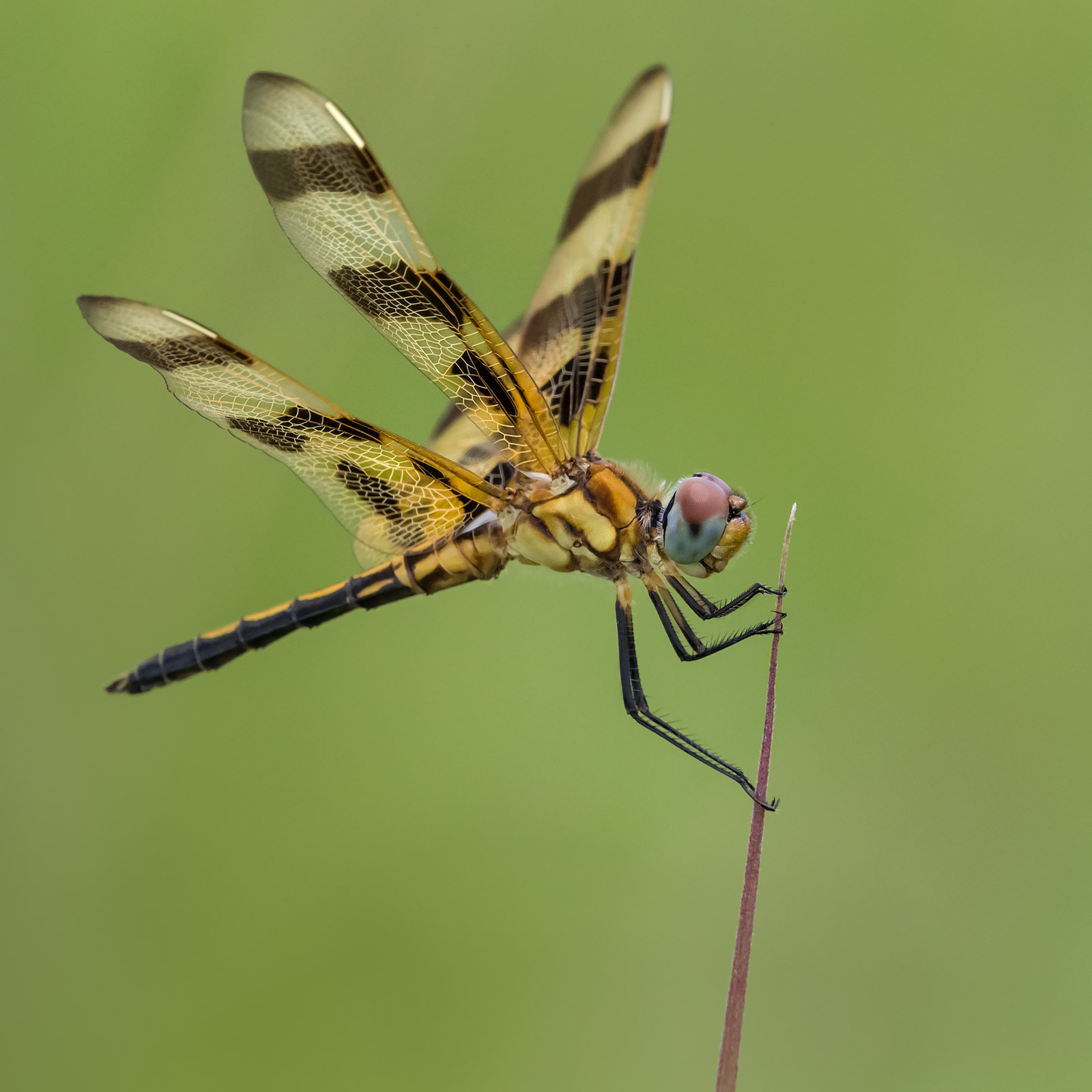 Celithemis eponina