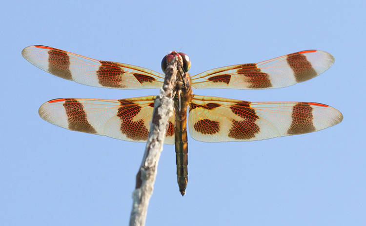 Celithemis eponina