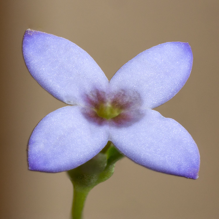 Bluets