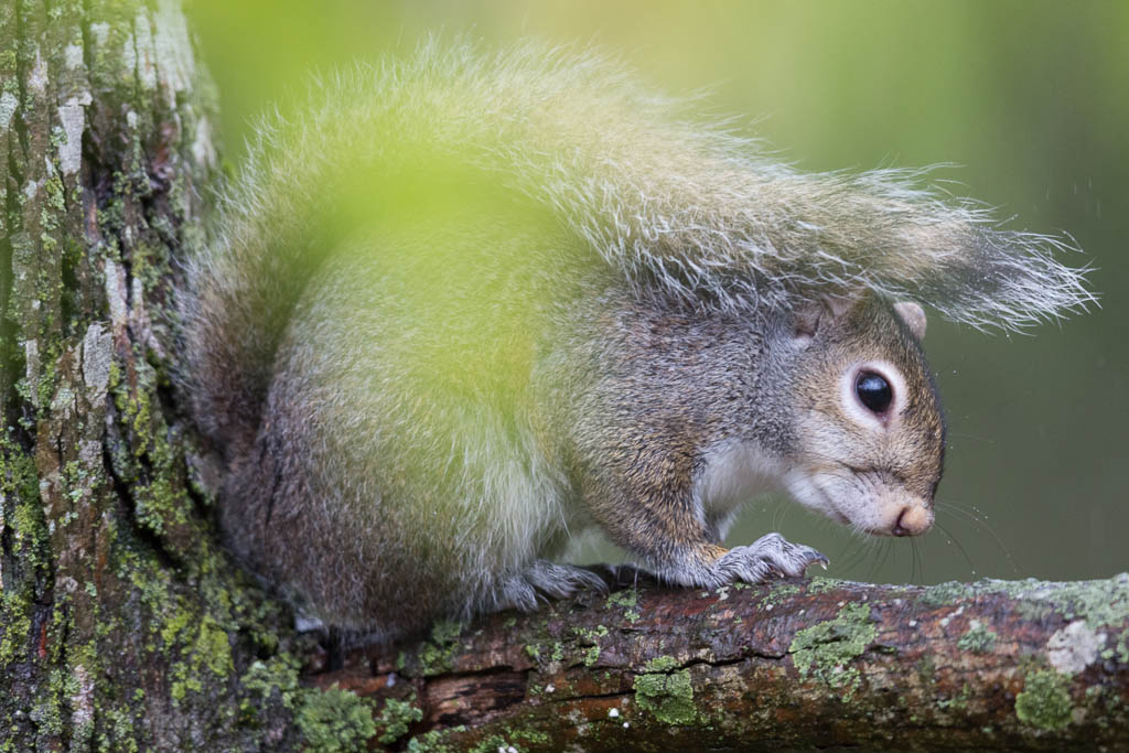 Sciurus carolinensis