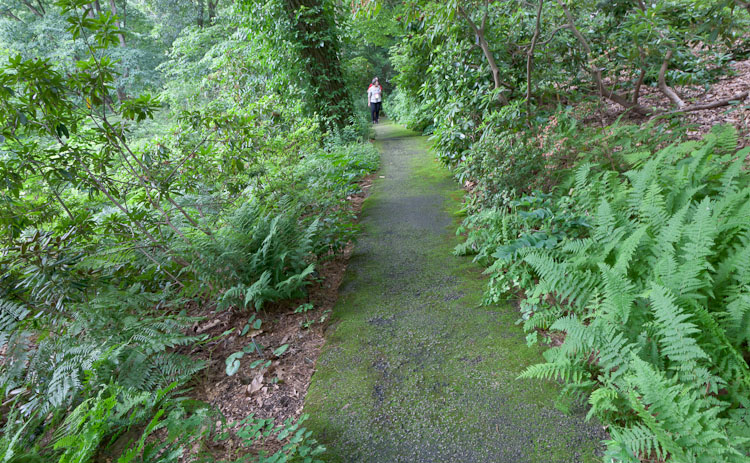 Asphalt Trail