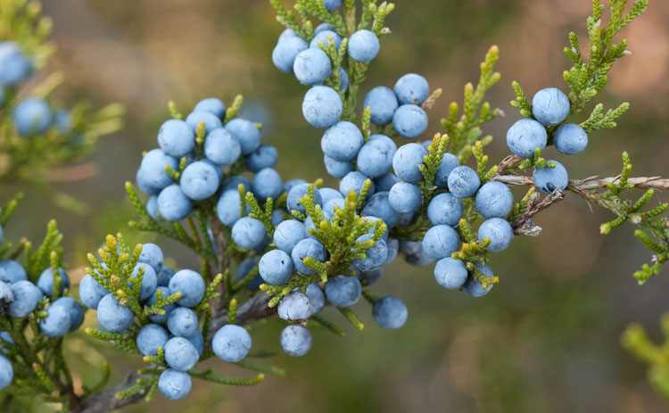 Juniperus virginiana