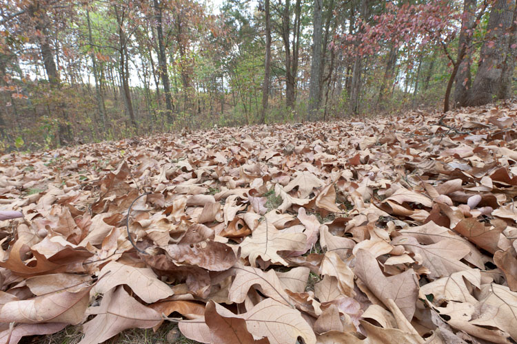 Oak Leaves on the ground