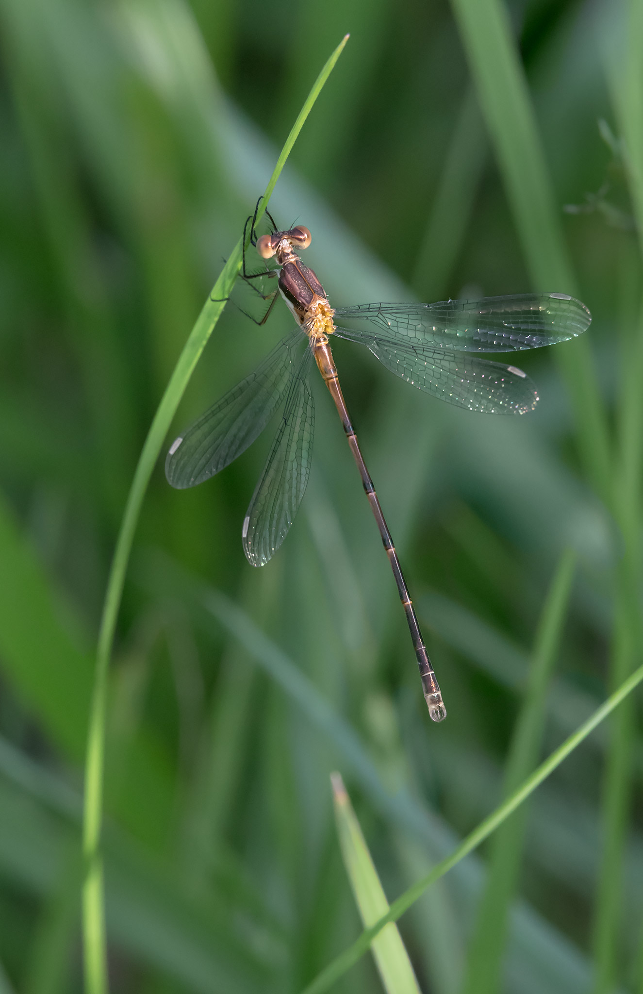 Lestes australis