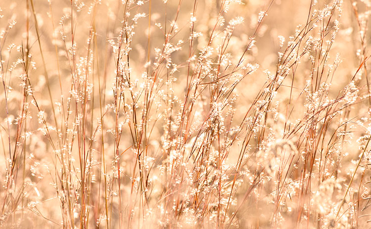 Schizachyrium scoparium