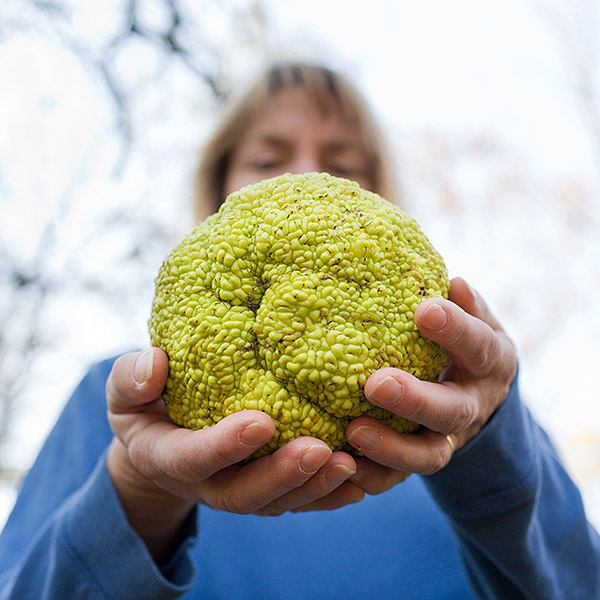 Maclura pomifera