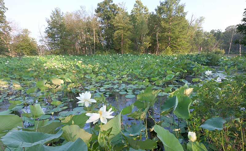 Lotus Pond Vista