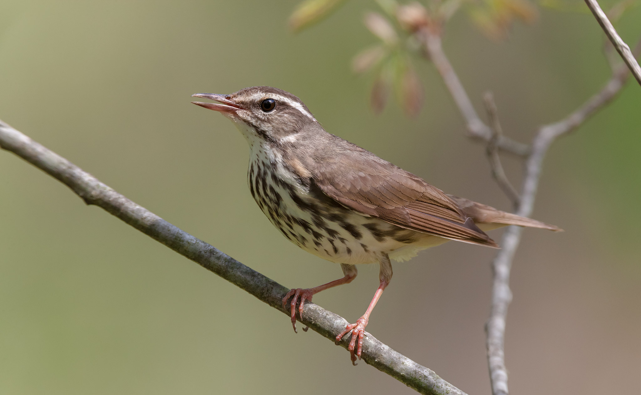 Parkesia motacilla