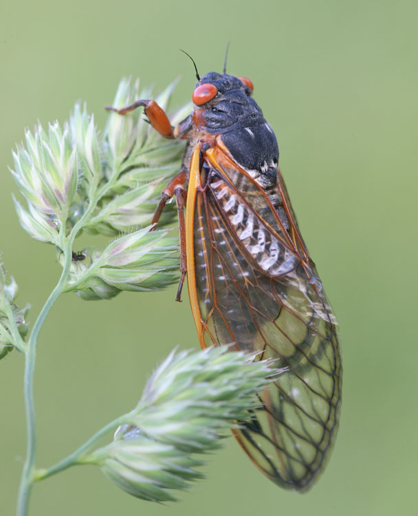 13-Year Cicada – Prairie Garden Trust