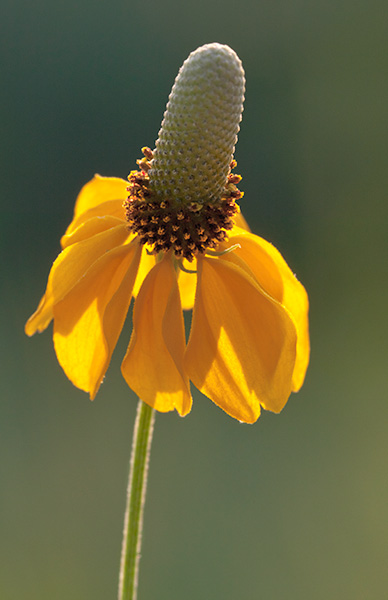 Ratibida columnifera