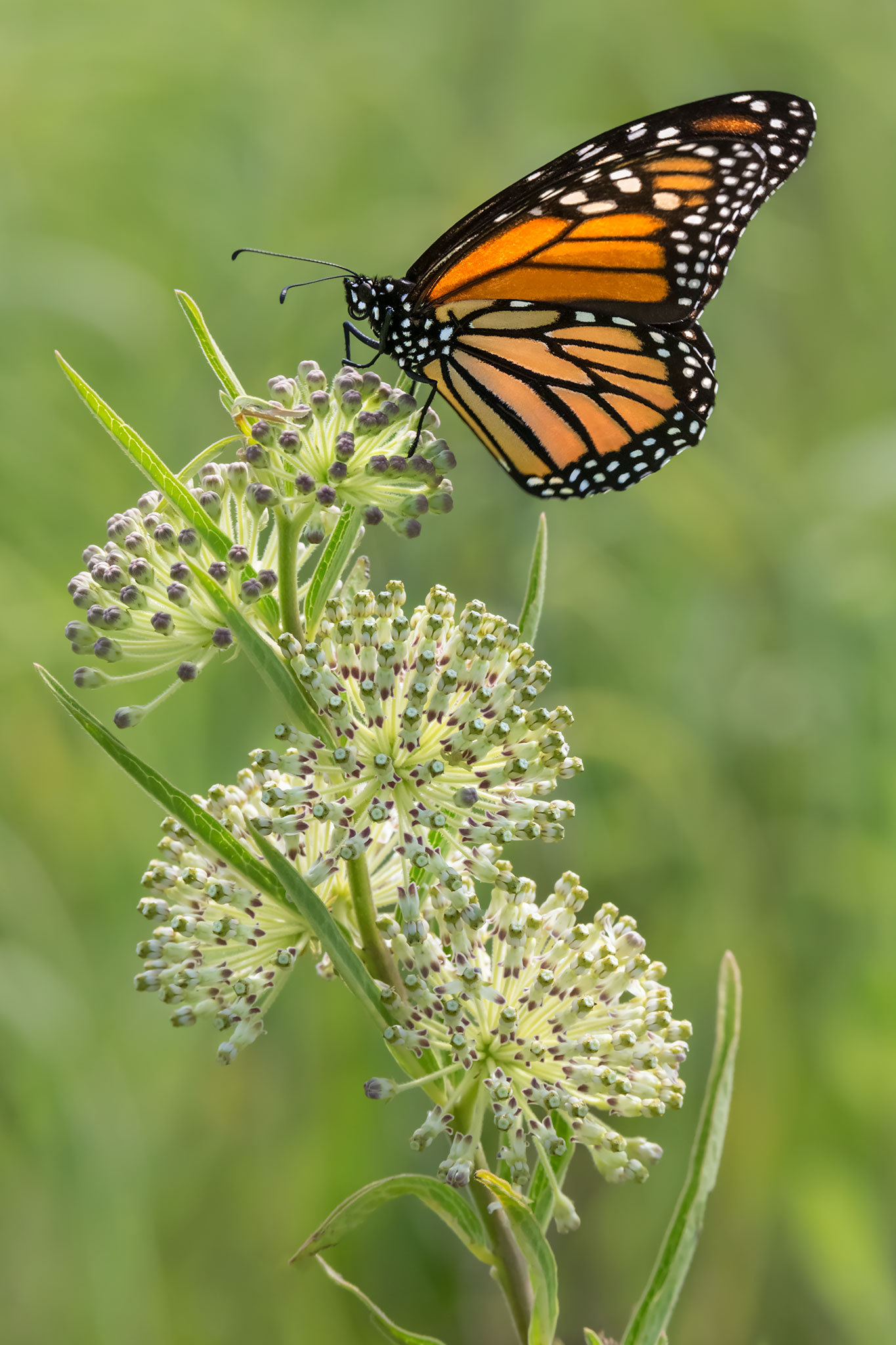 Danaus plexippus