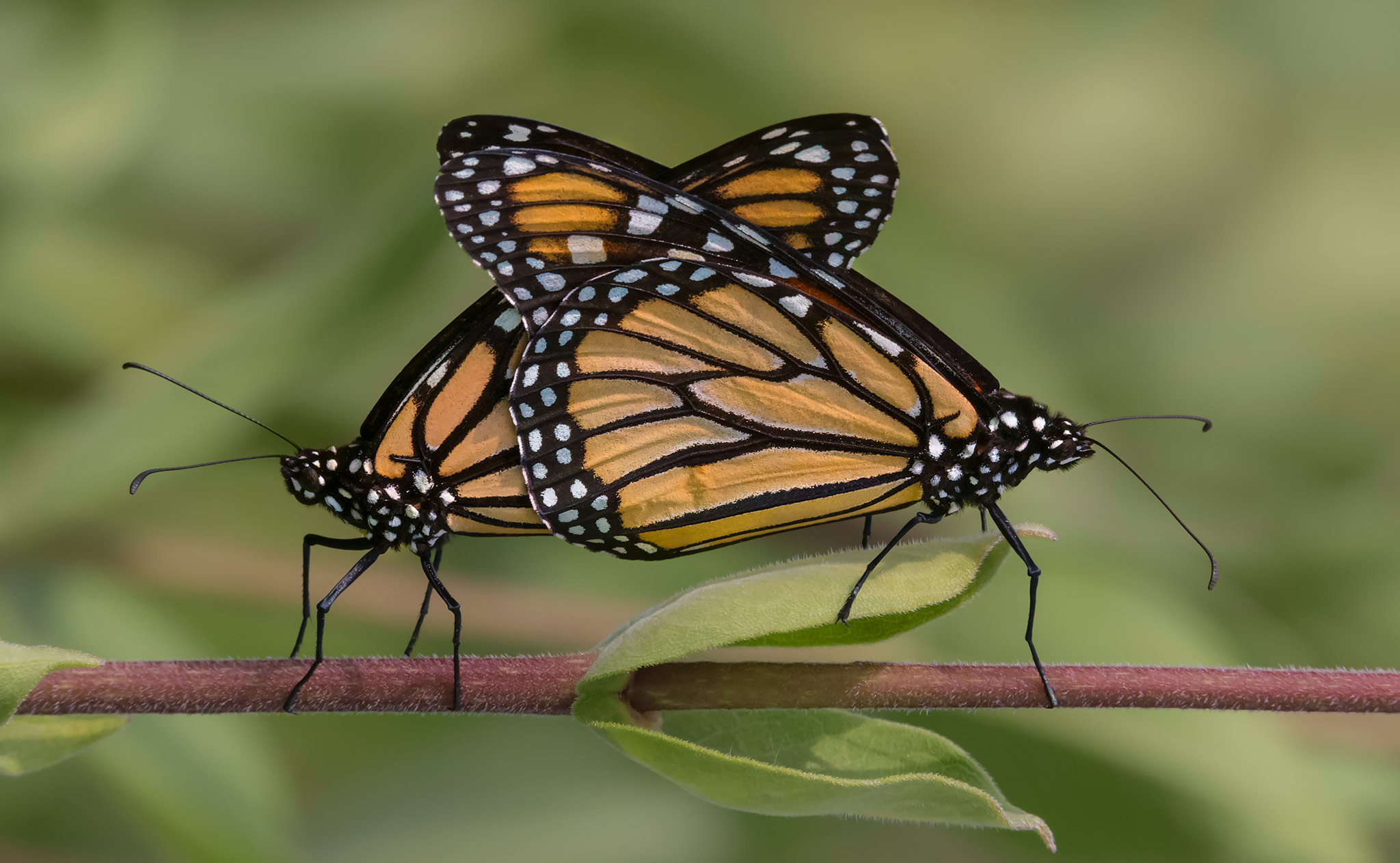 Danaus plexippus