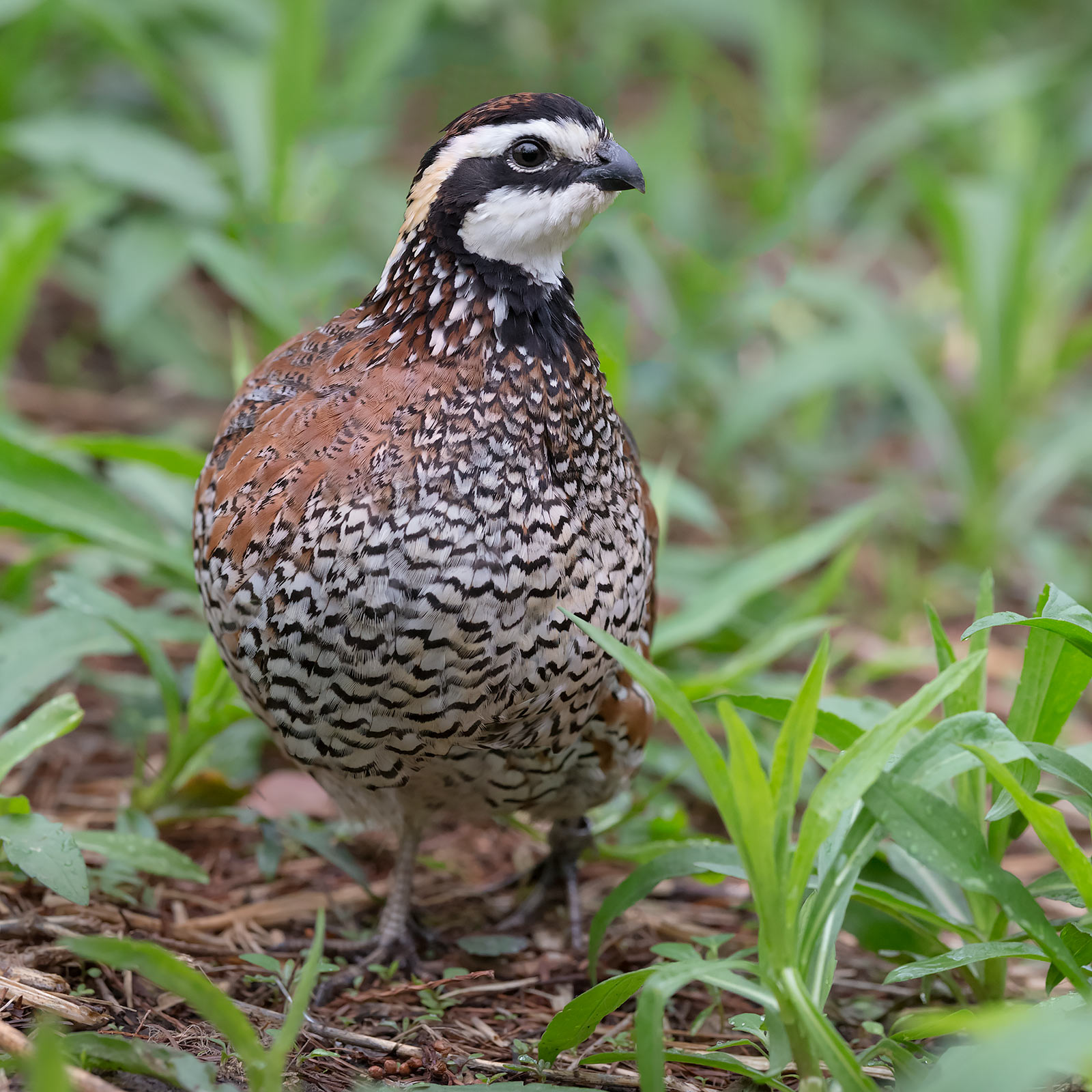 Colinus virginianus