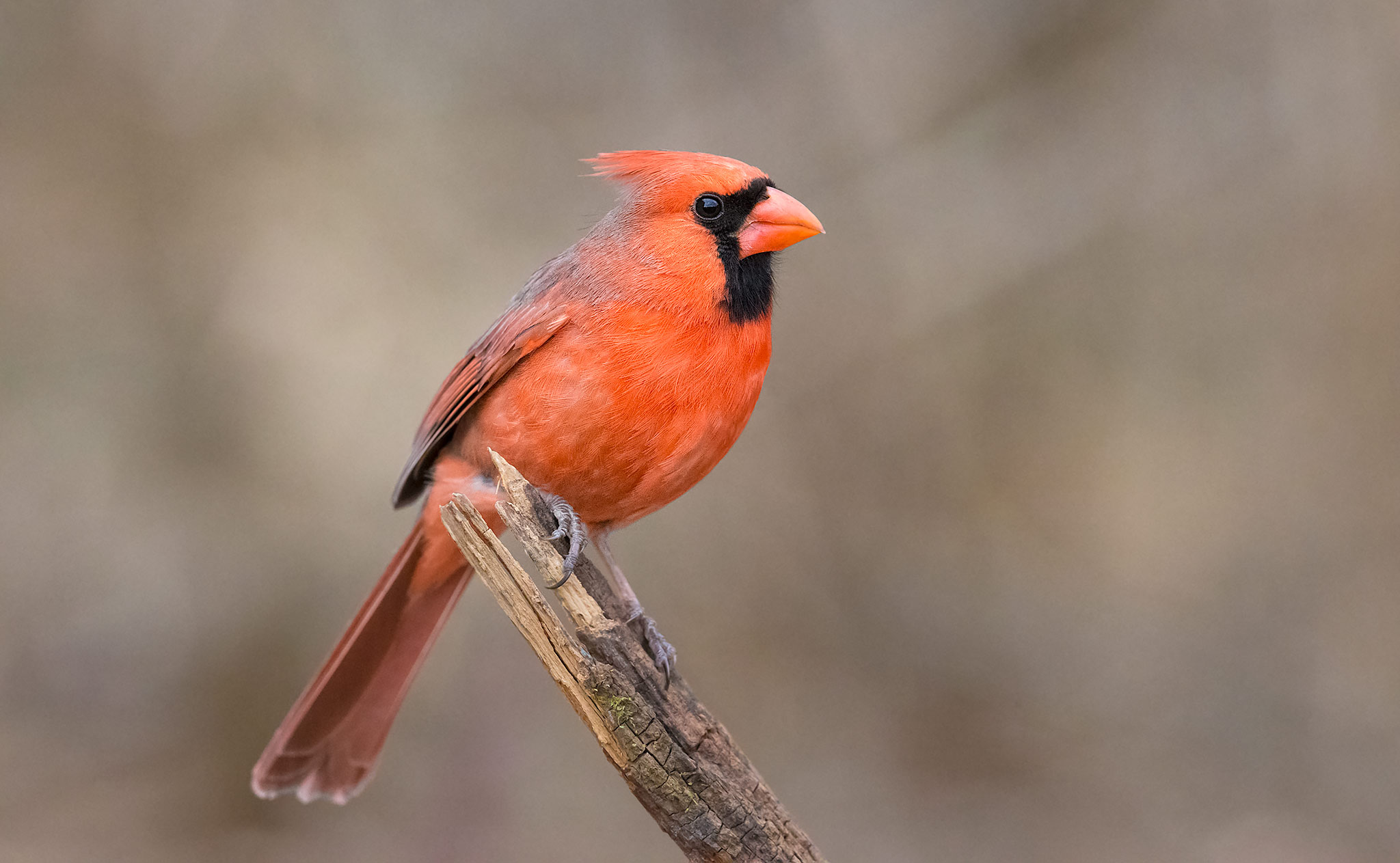 Cardinalis cardinalis