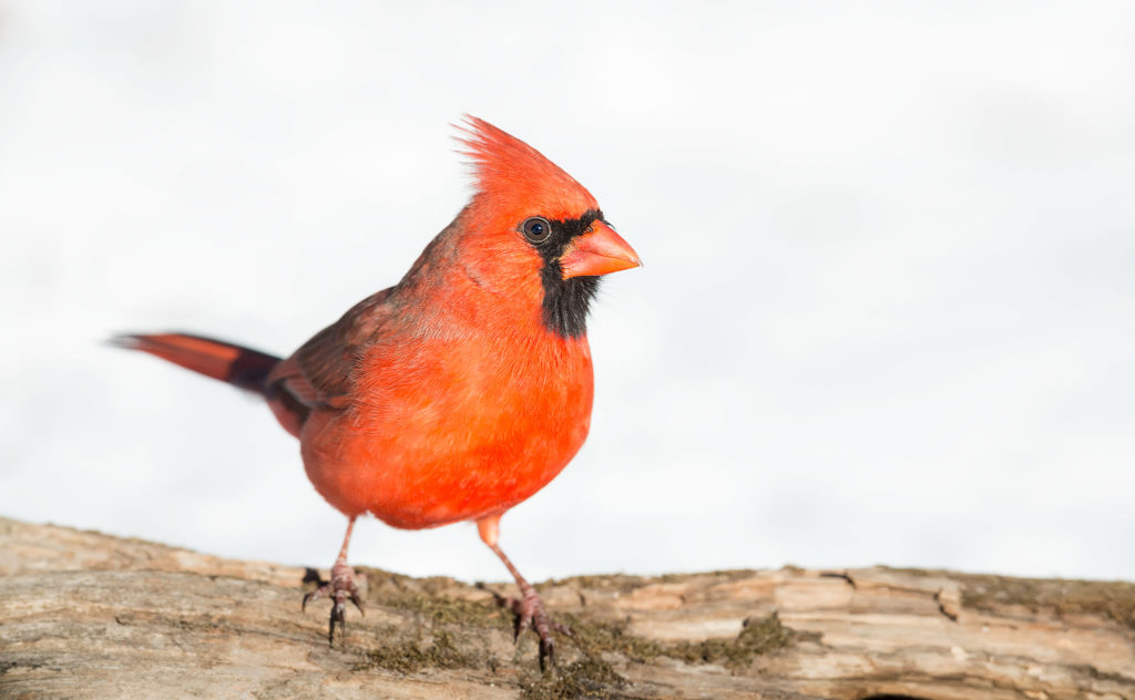 Cardinalis cardinalis