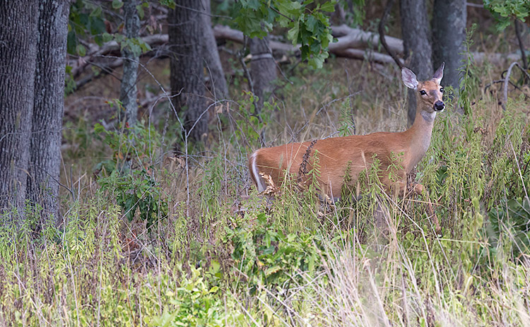 White-tailed Deer