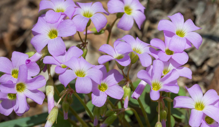 Violet Wood Sorrel