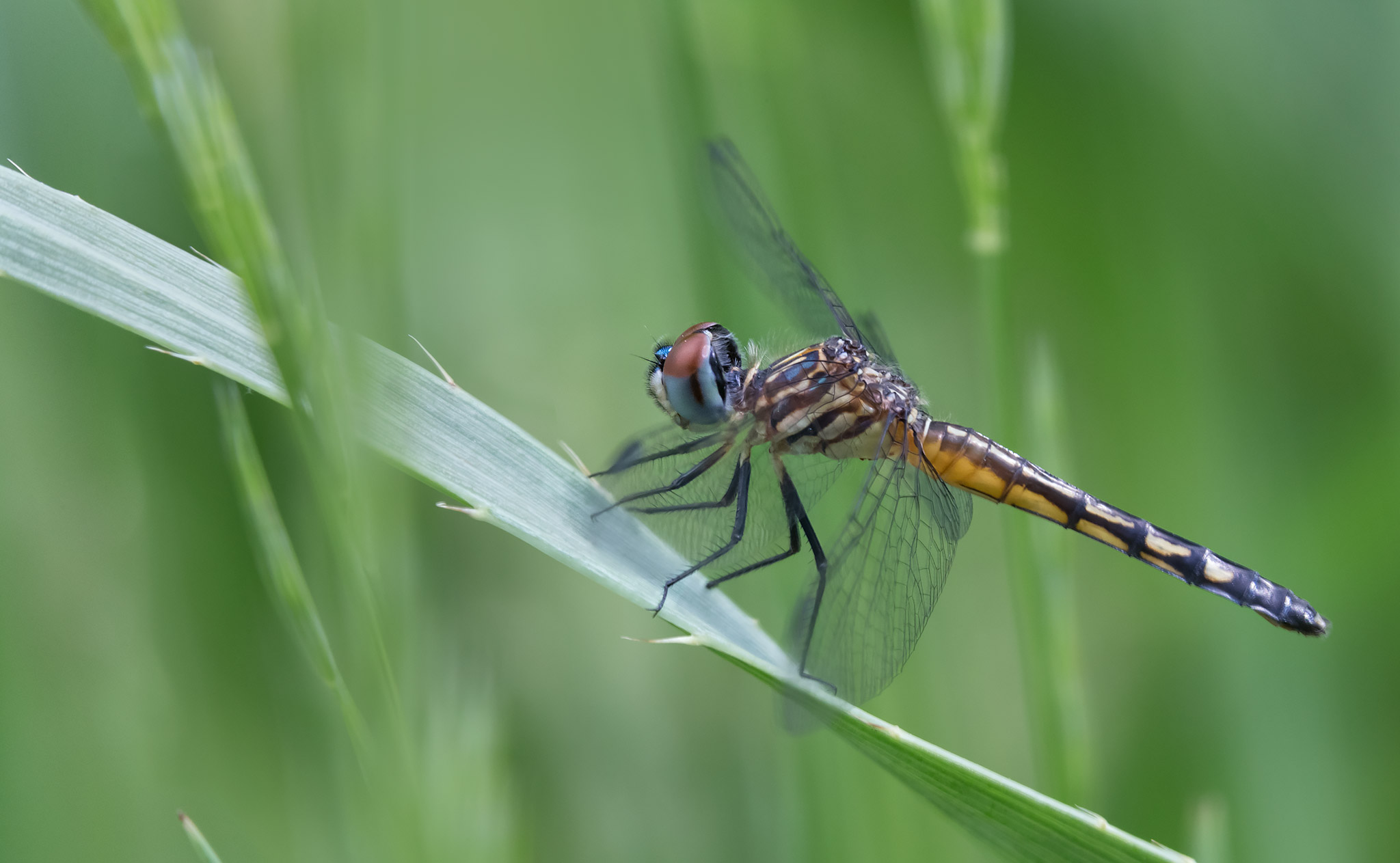 Dragonfly, Pachydiplax longipennis