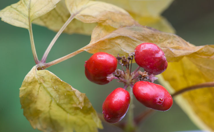 Ginseng seeds