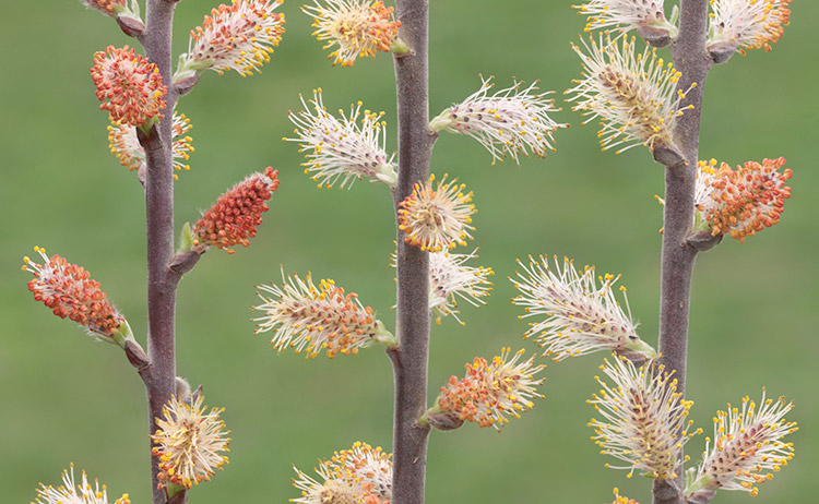 Salix humilis