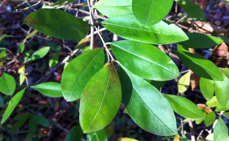 Ligustrum vulgare