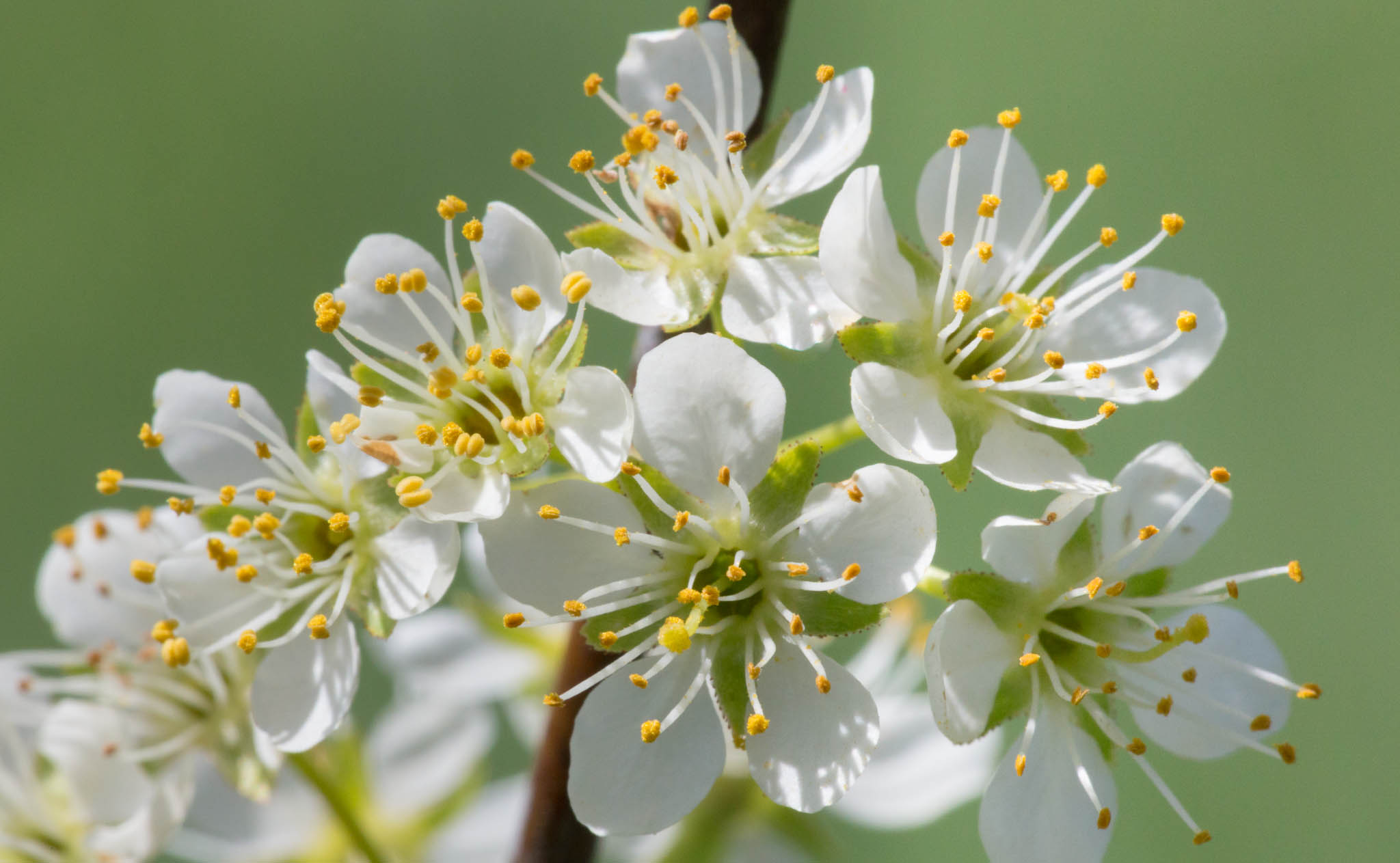 Wild Plum