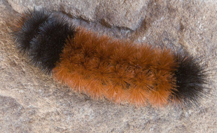 Woolly bear Caterpillar